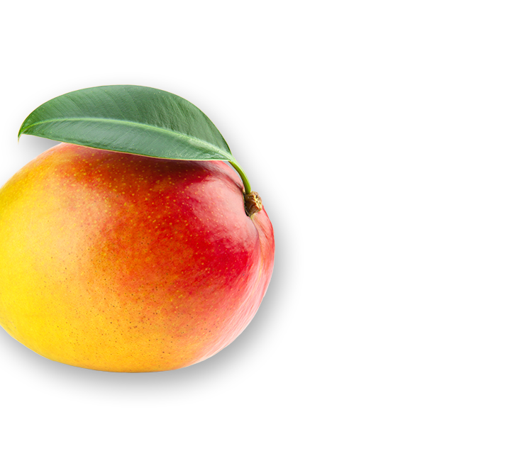 250216_All_Decorative_Elements_Left-Mango-01.png